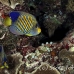 angelfish_regal_pww_h_0470_pal2195.jpg